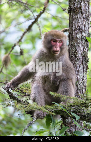 Japanische Affe, in kamikochi, Norden Japans Alpen, Präfektur Nagano Stockfoto