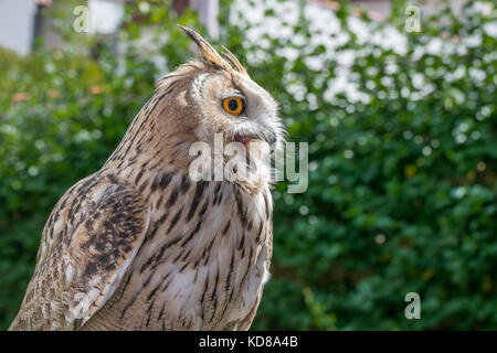 Uhu Raubvogel close-up Stockfoto