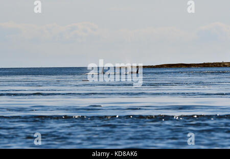 Zwei Killer Wale schwimmen in offenen Gewässern östlich der Insel Vancouver, B.C. Stockfoto