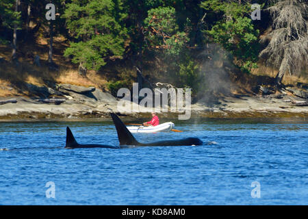 Ein Mann in einem Gummiboot, der eine Mutter Orca (Orcinus Orca) mit einem Baby in einer Bucht nahe Vancouver Island B.C. vorbeischaut Stockfoto