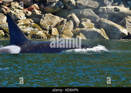 Ein erwachsener Killerwal (Orcinus Orca); Schwimmen in der Nähe des Ufers auf Vancouver Island vor Christus Stockfoto