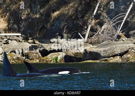 Zwei Schwertwale (Orcinus orca); Schwimmen in der Nähe der Ufer auf Vancouver Island, B.c. Stockfoto