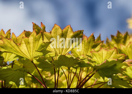 Acer shirasawanum 'Aureum' Ahorn Blätter im Herbst Sonnenschein, an der RHS Gärten, Harlow Carr, Harrogate, North Yorkshire, England, UK. Stockfoto