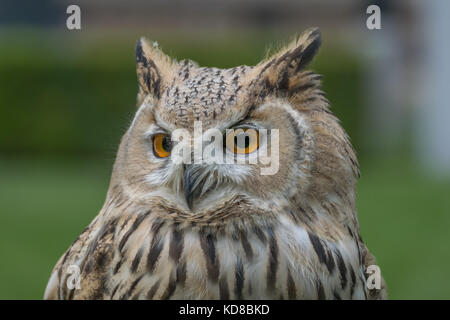 Uhu Raubvogel close-up Stockfoto