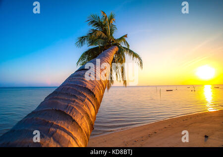 Niedrige Winkelansicht einer schiefen Palme am Strand, Batam Island, Riau Islands, Indonesien Stockfoto