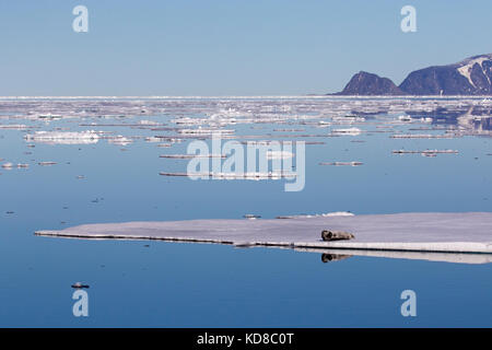 Bärtige Dichtung/square Flipper Dichtung (erignathus Barbatus) ruht auf Eisscholle im arktischen Ozean, Svalbard/Spitzbergen, Norwegen Stockfoto