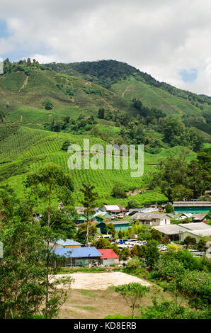 Teeplantagen in den Cameron Highlands Stockfoto