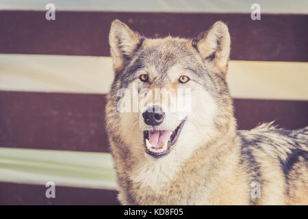 Grauer Wolf (Canis lupus) im rustikalen vintage Scheune Stockfoto