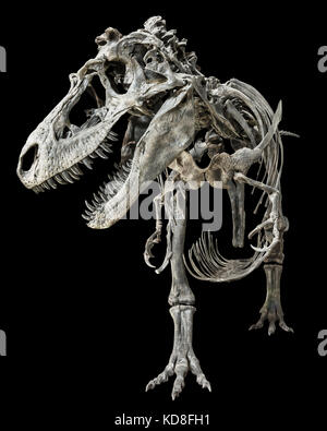 Tyrannosaurus-Rex-Skelett auf isoliertem Hintergrund. Stockfoto