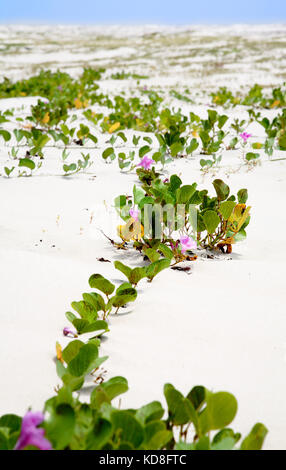 Blumen auf den Strand von Ilha Atalaia Canavieiras, Bahia, Brasilien, Südamerika Stockfoto