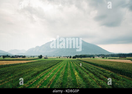 Malerischer Blick auf Misty Mountain und Weinbergen in den österreichischen Alpen Stockfoto