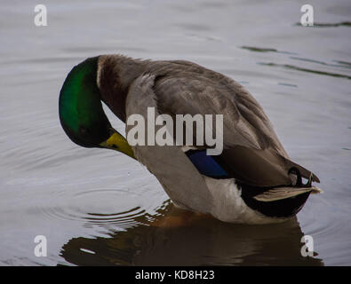 Ente Reinigung selbst. Stockfoto