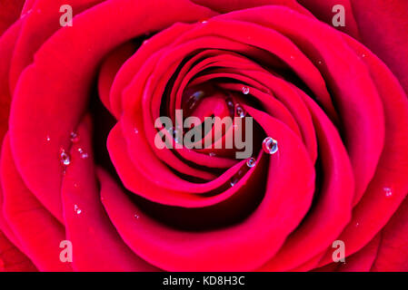 Makro einer roten Rose mit Tautropfen Wassertropfen Stockfoto