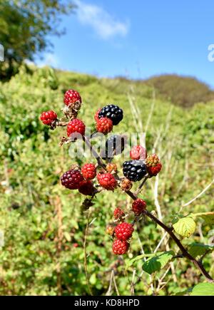 Wilden Brombeeren wachsen in dem Land Großbritannien Stockfoto