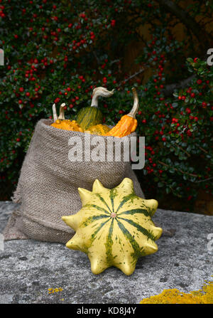 Gestreifte Dornenkrone Kürbis mit vollem Sack dekorative Kürbisse auf einen Stein Sitz, gegen den Hintergrund der Roten cotoneaster Beeren Stockfoto