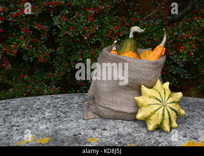 Vollen Sack von Orange und Grün dekorative Kürbisse, mit gestreiften Dornenkrone Squash auf Steinbank mit Kopie Raum Stockfoto