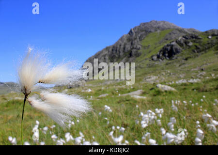 Gemeinsame Wollgras Eriophorum angustifolium wächst an den Hängen des Tryfan, Snowdonia National Park Stockfoto