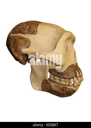 Java Mensch Homo erectus Schädel Seitenansicht Stockfoto