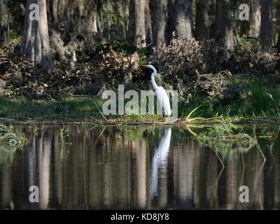 Die silberreiher, auch als die gemeinsame Egret, große Reiher oder silberreiher oder großen weißen Reiher in Cypress Lake, Florida, USA bekannt Stockfoto