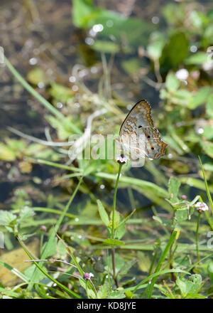 Unterseite EINES Schmetterlings mit "White Peacock" (Anartia jatrophae) und in Florida, USA geschlossenen Flügeln Stockfoto