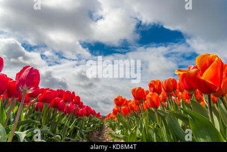 Keukenhof in den Niederlanden, bekannt als der „Garten Europas“, ist einer der größten Blumengärten der Welt - Tulpenfelder in der Nähe des Gartens Stockfoto