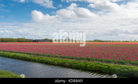 Keukenhof in den Niederlanden, bekannt als der „Garten Europas“, ist einer der größten Blumengärten der Welt - Tulpenfelder in der Nähe des Gartens Stockfoto