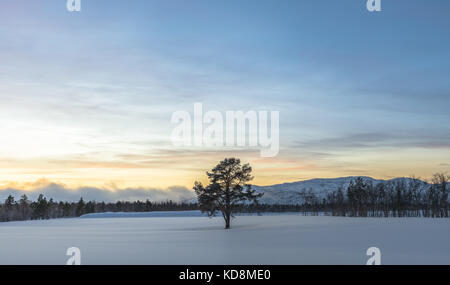 Lonely pinetree an einem verschneiten Bauern Feld im Winter Stockfoto