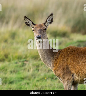 Red Deer Hind in Richmond Park Stockfoto