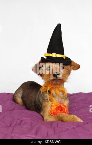 Kleine Hund in einem Hexenhut und eine orange Blume für die Halloween Party gekleidet Stockfoto
