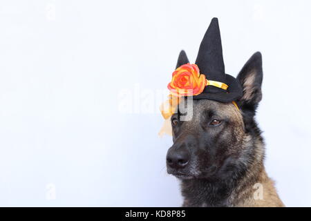 Porträt eines Malinois belgischer Schäferhund in einem spitzen Hut und eine orange Blume für die Halloween Party gekleidet Stockfoto