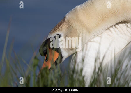 Nahaufnahme eines männlichen UK-Stummen-Schwans (Cygnus olor) isoliert, Seitenansicht des Kopfes mit wachsamen Augen, orangefarbener Schnabel, verdeckt durch Vordergrundbelaubung. Stockfoto