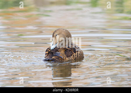 Nahansicht der weiblichen Eiderente (Somateria mollissima), die über die Schulter zurückblickt, um ihre Federn zu presen, die im welligen Wasser schwimmen. Stockfoto