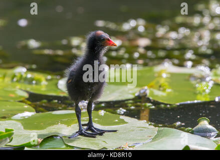 Close flauschiges wildes Moorhuhnkick (Gallinula chloropus), das isoliert auf hellgrünem Seerosenblatt in glitzerndem Wasser in der Sommersonne steht. Stockfoto