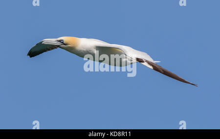 Seitenansicht nah oben, UK Northern Gannet Seabird (Morus bassanus) isoliert im Mittelflug, Flügel ausgestreckt, fliegend frei, hoch oben in blauem Himmel. Stockfoto