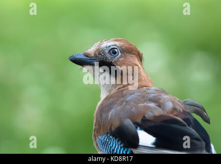 Rückansicht Nahaufnahme des jungen UK jay Bird (Garrulus glandarius) isoliert im Wald, Kopf an Seite drehend, rückblickend. Federdetail. Stockfoto