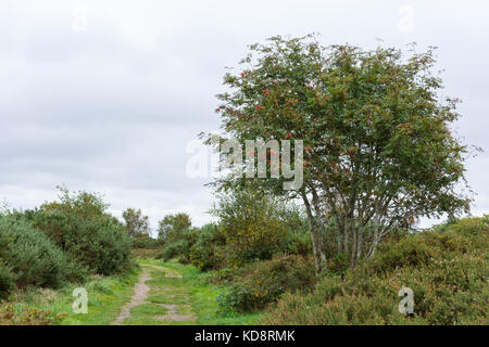 Rowan Tree, Eberesche (Sorbus aucuparia) wachsen auf Turbary gemeinsame lokale Naturschutzgebiet, Dorset, Großbritannien Stockfoto