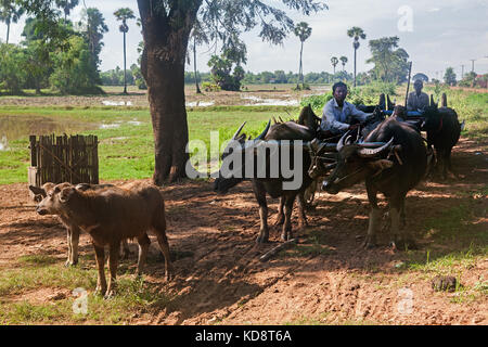 Wasserbüffel-Team, Ta Chet Dorf, Somroang ja Gemeinde, Puok District, Provinz Siem Reap, Kambodscha Stockfoto