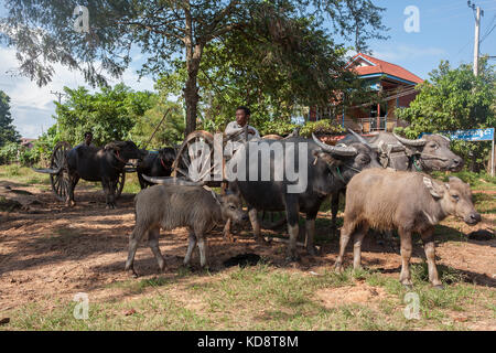 Wasserbüffel-Team, Ta Chet Dorf, Somroang ja Gemeinde, Puok District, Provinz Siem Reap, Kambodscha Stockfoto