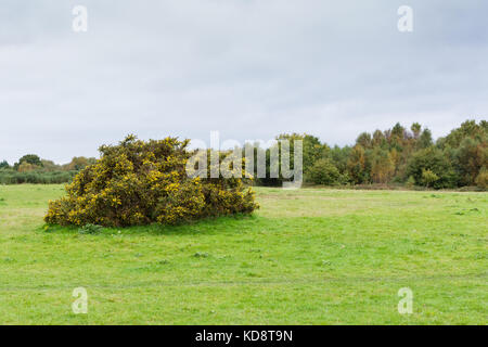 Stechginster (Ulex europaeus) Stockfoto