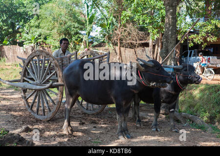 Wasserbüffel-Team, Ta Chet Dorf, Somroang ja Gemeinde, Puok District, Provinz Siem Reap, Kambodscha Stockfoto