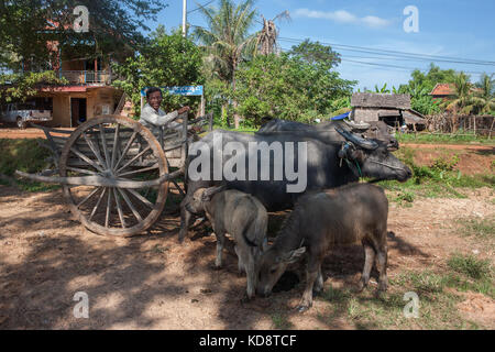 Wasserbüffel-Team, Ta Chet Dorf, Somroang ja Gemeinde, Puok District, Provinz Siem Reap, Kambodscha Stockfoto