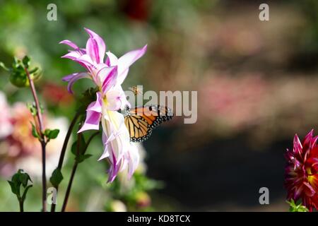 Hummel und monarch butterfly Fütterung auf ein rosa Dahlie wildflower Stockfoto
