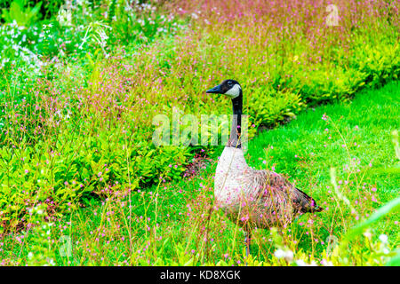 Die Kanadas Gans (Branta canadensis) ist eine große Wildgans und kommt im Parc Floral de Paris im "Bouillon de Vincennen" vor. Stockfoto