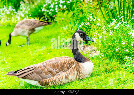 Die Kanadas Gans (Branta canadensis) ist eine große Wildgans und kommt im Parc Floral de Paris im "Bouillon de Vincennen" vor. Stockfoto