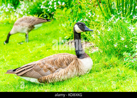 Die Kanadas Gans (Branta canadensis) ist eine große Wildgans und kommt im Parc Floral de Paris im "Bouillon de Vincennen" vor. Stockfoto