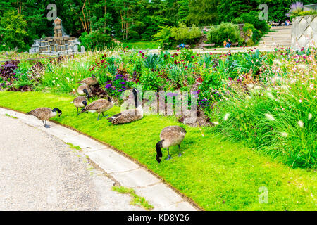 Die Kanadas Gans (Branta canadensis) ist eine große Wildgans und kommt im Parc Floral de Paris im "Bouillon de Vincennen" vor. Stockfoto