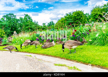 Die Kanadas Gans (Branta canadensis) ist eine große Wildgans und kommt im Parc Floral de Paris im "Bouillon de Vincennen" vor. Stockfoto