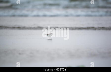 Ein einsamer plover im Strand Stockfoto