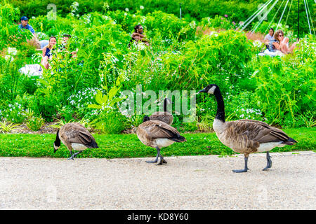 Die Kanadas Gans (Branta canadensis) ist eine große Wildgans und kommt im Parc Floral de Paris im "Bouillon de Vincennen" vor. Stockfoto