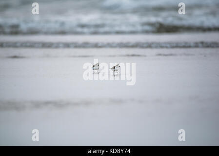 Plover Vögel am Strand im Wasser Stockfoto